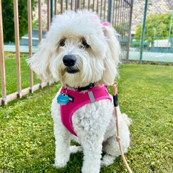 Meet your Posher, Adrianna - Picture 7 of 11